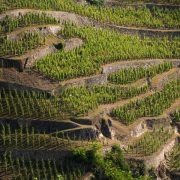 Séjour 2 jours - Découverte des Vignobles