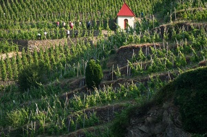 Sentier des vignes - Vienne Condrieu - Ampuis