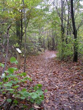 Sentier du châtaignier et de la reine blanche - Vienne Condrieu - Septème