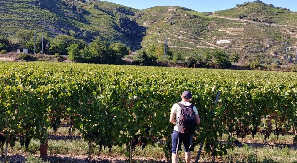 Vignes le long de la ViaRhôna