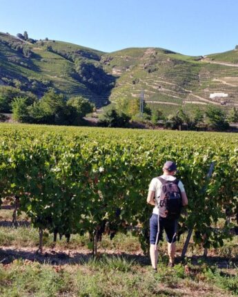 Vignes le long de la ViaRhôna