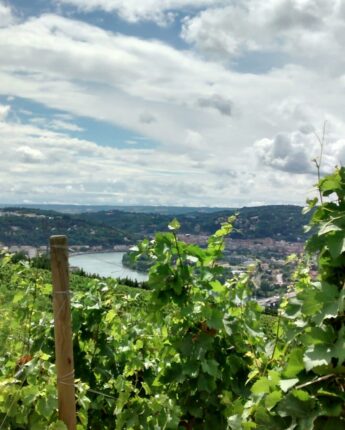 Vue sur les vignobles