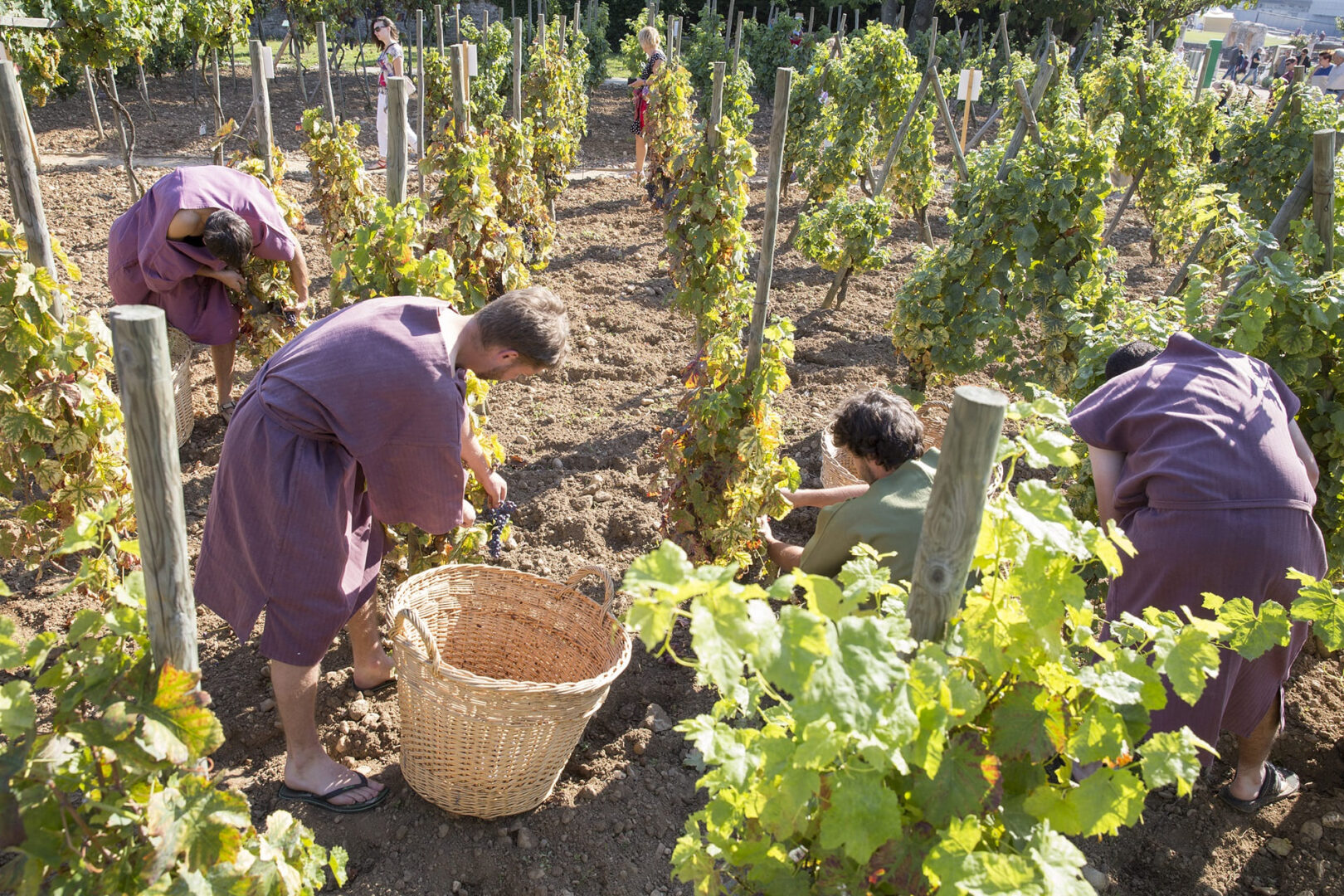 Vinalia : vendanges à la romaine