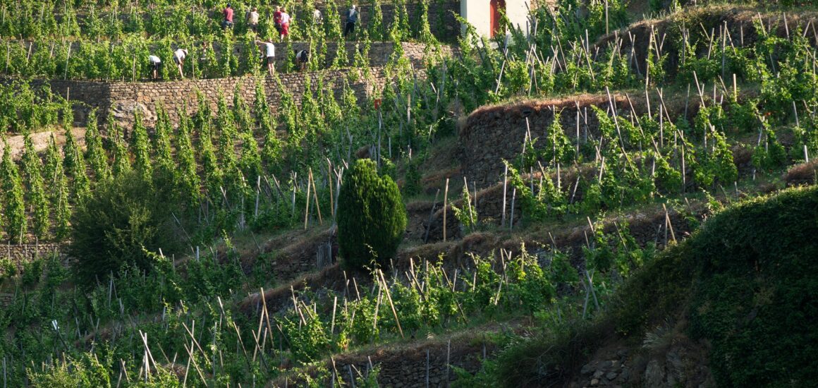 Coteaux escarpés de la vallée du Rhône Nord