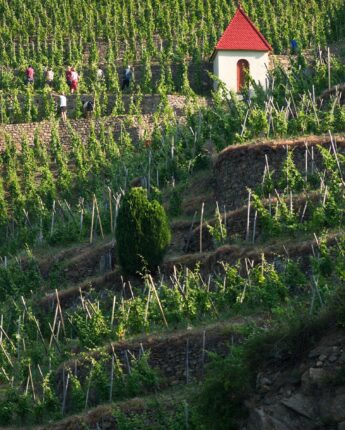 Coteaux escarpés de la vallée du Rhône Nord