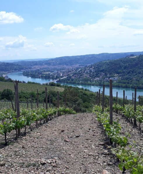 Vignoble de Vitis Vienna